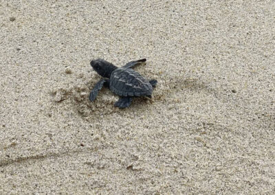 baby sea turtles